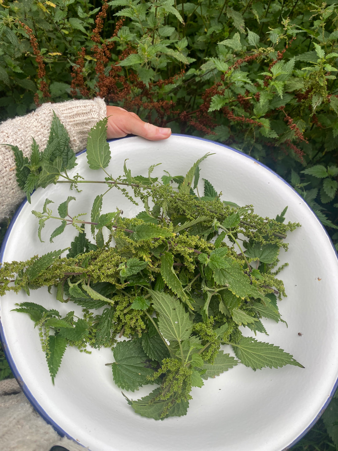 Nettle seeds - a natural, simple & free way to support adrenal fatigue, burn out & stress -